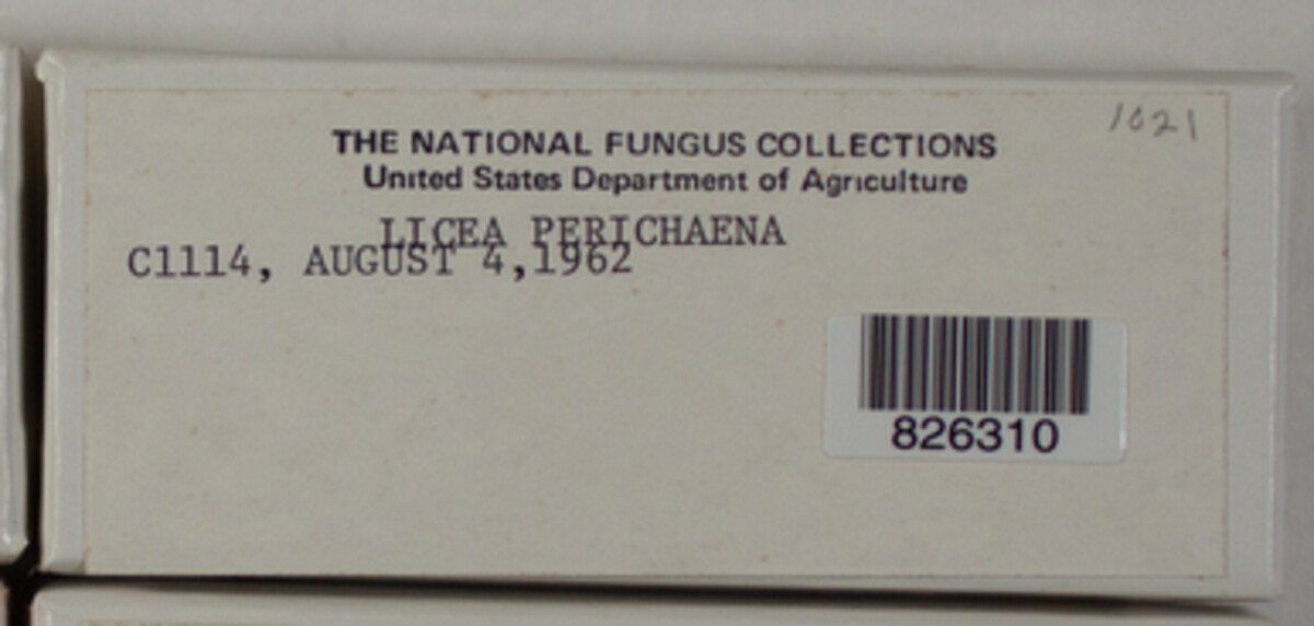 Licea image